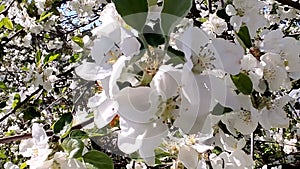 The apple tree is in bloom. The ancestors of modern man have always eaten wild apples.