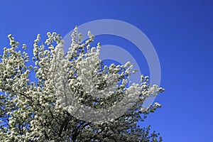 Apple tree in bloom. Apple blossom on blue sky background. Sunny spring day