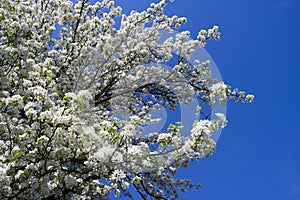 Apple tree in bloom. Apple blossom on blue sky background. Sunny spring day