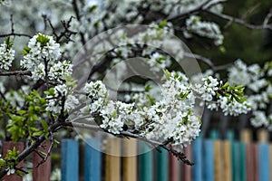 Apple tree in bloom. Cherry blossom. Tree in bloom. Knapsack in flower. Sakura in bloom.