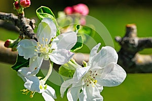 Apple Tree In Bloom photo