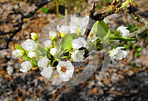 Apple tree in bloom with delicate white five petals flowers and young green leaves close up.