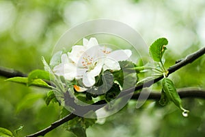 Apple tree in bloom, in a dutiful, cloudy day. photo