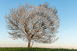 Apple tree in bloom in meadow at full moonrise at dusk