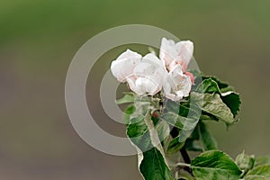Apple tree in bloom in spring, close up