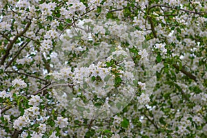 The apple tree bloomed in May