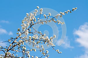 Apple tree bloomed in white flowers