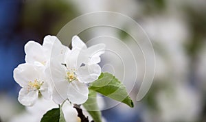 Apple tree blooming