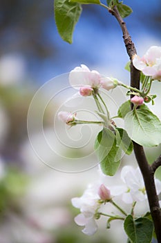 Apple tree blooming