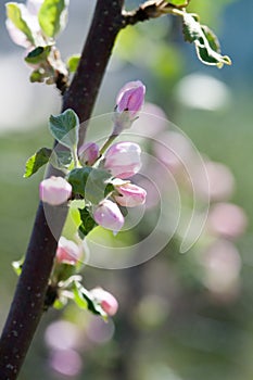 Apple tree blooming