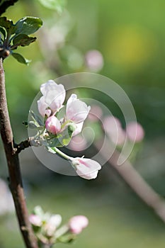 Apple tree blooming