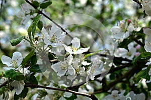 An apple tree blooming with white flowers and a flying bee.