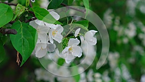 Apple tree blooms, delicate white flowers on a background of greenery