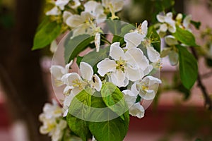 Apple tree blooms in spring