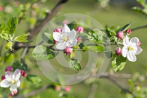 The Apple tree blooms. Spring flowers