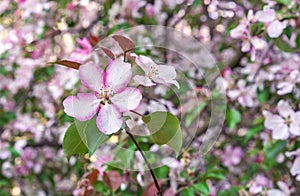 Apple tree blooms in spring. Pink flower of apple tree. Flower background