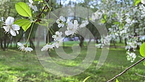 the apple tree blooms with white flowers. Beautiful video background made of wood with white flowers with space for text