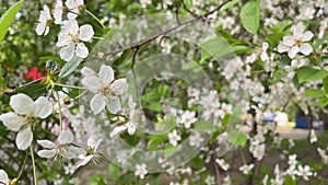the apple tree blooms with white flowers. Beautiful video background made of wood with white flowers with space for text