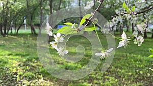 the apple tree blooms with white flowers. Beautiful video background made of wood with white flowers with space for text