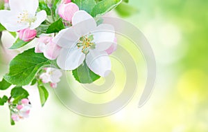 Apple tree blossom