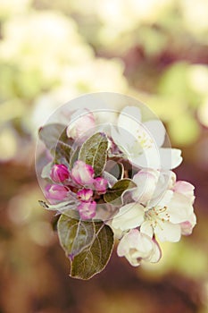 Apple tree blossom