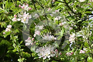 Apple Tree Blossom