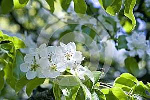 Apple tree blossom