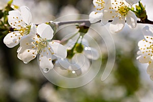 Apple tree blossom