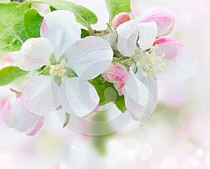 Apple tree blossom