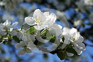 Apple tree blossom
