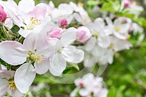 Apple tree blossom