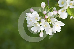 Apple tree blossom