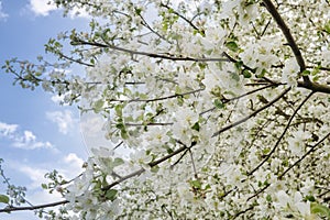 Apple tree in blossom