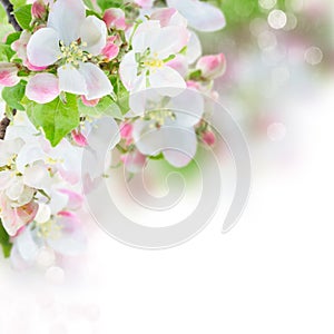 Apple tree blossom