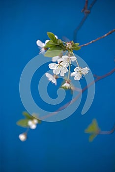 Apple tree blossom