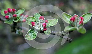 Apple-tree blossom