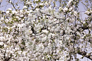 Apple tree blossom. Apple orchard in spring time. Sunny spring day in orchard.
