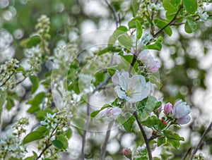 Apple tree Blossom