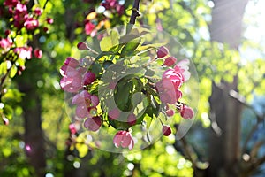 Apple tree blossom. Beautiful pink flowers in sunny spring day