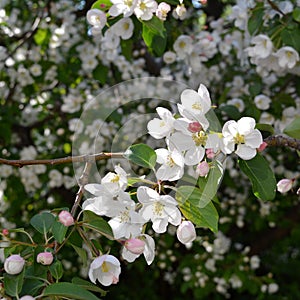 Apple tree blossom. Branche with white flowers