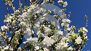 apple tree blossom,camera tracking over the tree