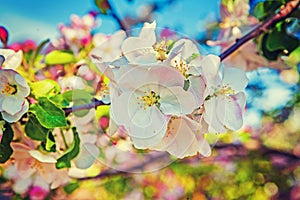 Apple tree blossom floral background inatagram
