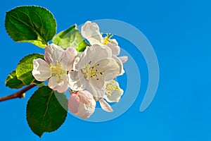 Apple tree blossom