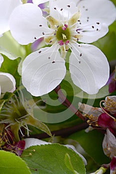 Apple tree blossom flower on branch at spring. Beautiful blooming apple flower close up