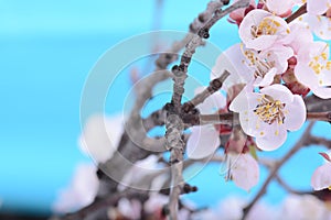 Apple tree blossom flower on branch at spring. Beautiful blooming flower close up on blue background