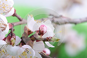 Apple tree blossom flower on branch at spring. Beautiful blooming flower close up on green nature background