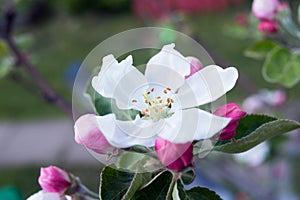 Apple tree blossom flower closeup. Bloom, springtime. Nature