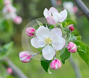 Apple tree blossom flower closeup