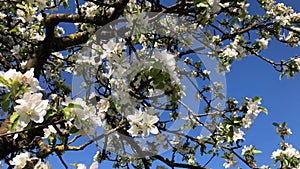 apple tree blossom, flowers in a closeup