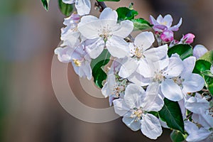 Apple tree blossom flowers in garden